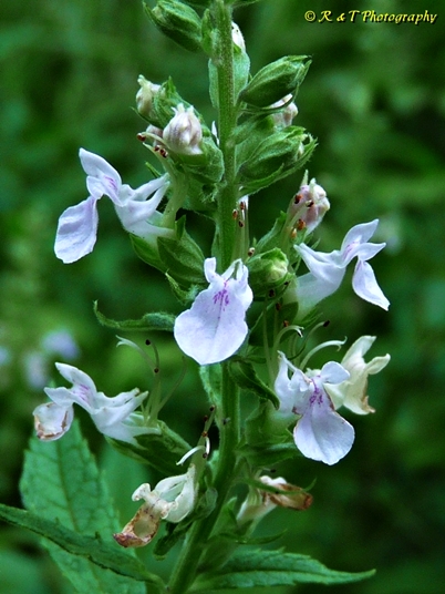 {Teucrium canadense}